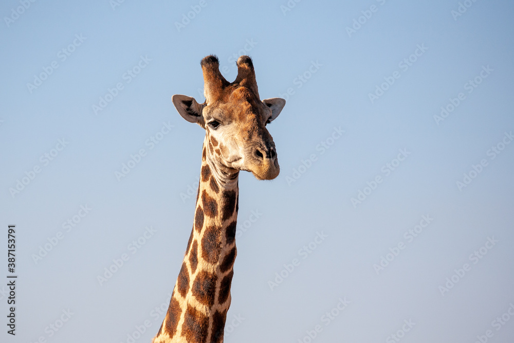 Obraz premium Giraffe head and neck