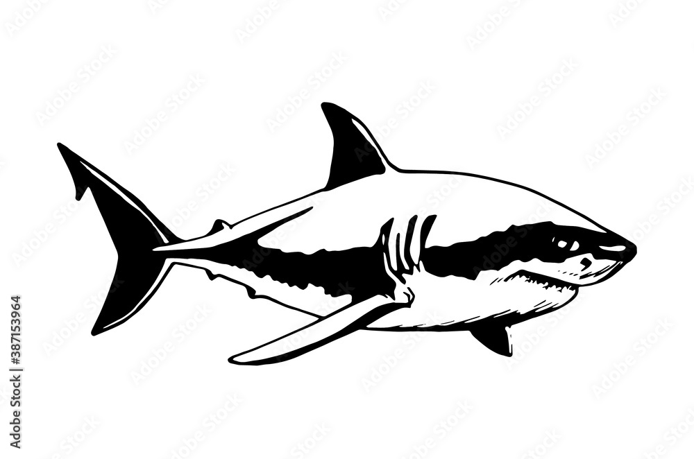 Obraz premium Vector hand-drawn shark isolated on white, illustration