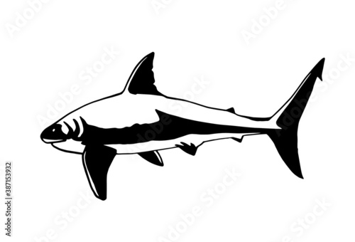 Vector hand-drawn shark isolated on white, illustration