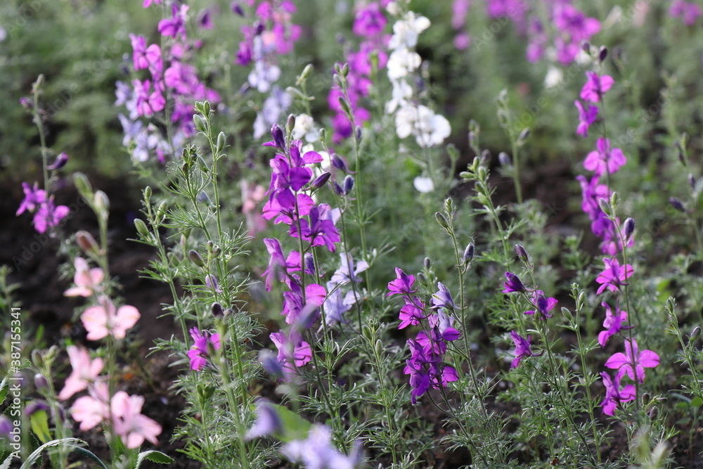 Fototapeta premium Multicolored summer flowers on a flower bed