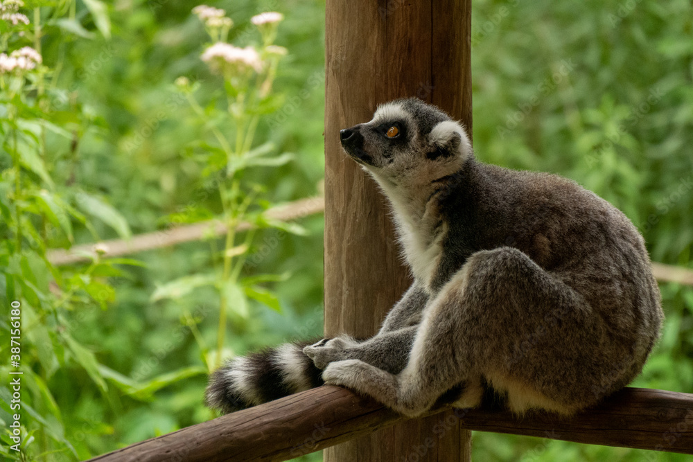 Obraz premium Ring- tailed lemur ( lemur catta) close up. wildlife madagaskar.