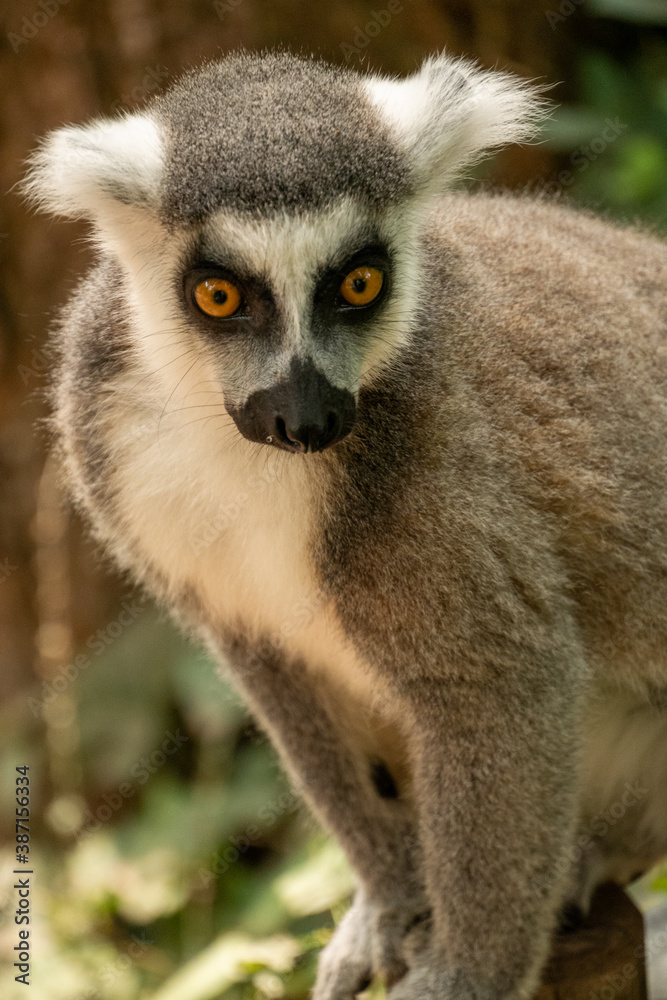Ring- tailed lemur ( lemur catta) close up. wildlife madagaskar.