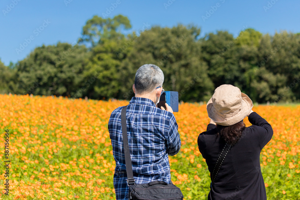 秋の満開のコスモスの花を見ているシニア夫婦