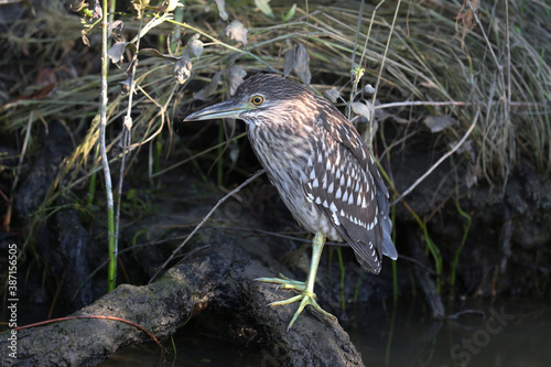 A young black-crowned night heron (Nycticorax nycticorax) is photographed very close up at close range. Identification signs and details of the bird's plumage are clearly visible.