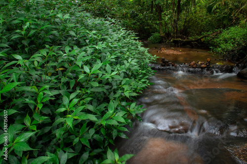 stream in the forest