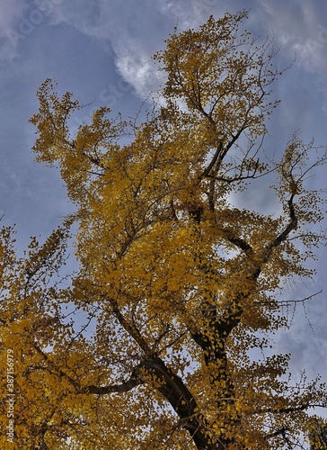 Fotografie branchy ginkgo tree with yellow leaves on a background of blue sky and clouds