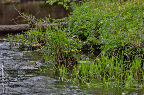 Small old river with blooming yellow flowers in spring.