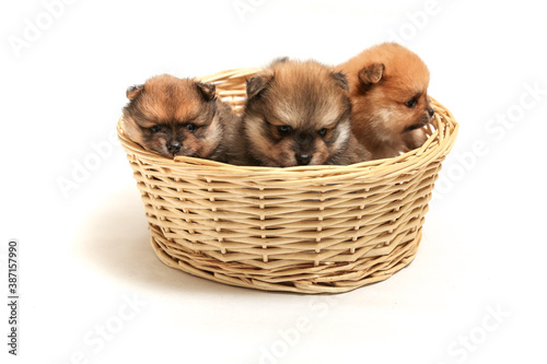 spitz puppies are in the wicker basket on white background