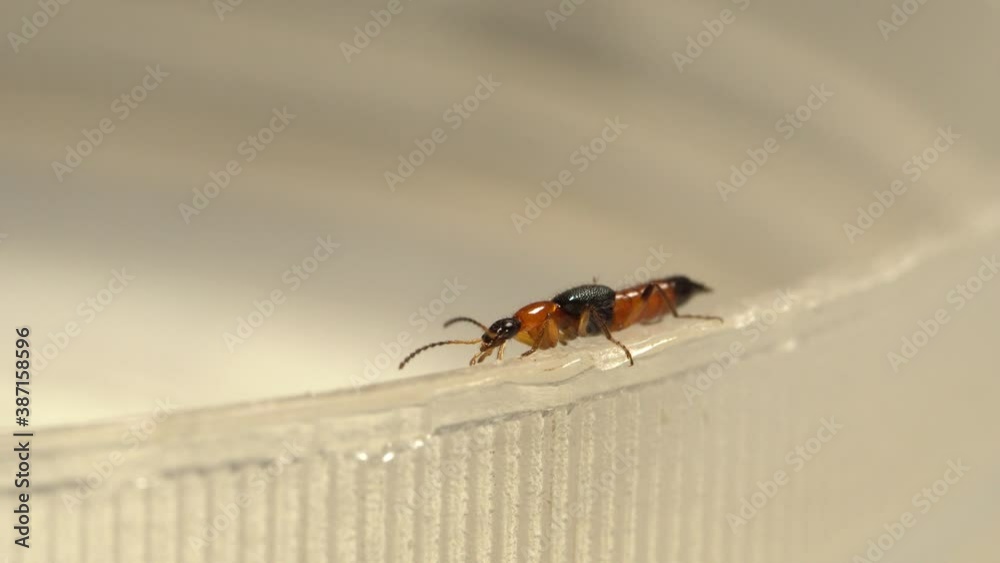 Video Stock Macro view of a rove beetle or commonly known as Tomcat ...