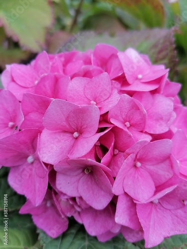pink hydrangea flowers © Marharyta