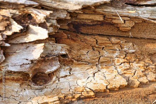 Fototapeta Naklejka Na Ścianę i Meble -  rotten wood texture close up