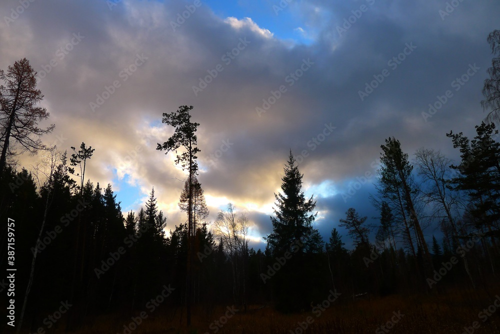 sunset in the forest sunset in the forest