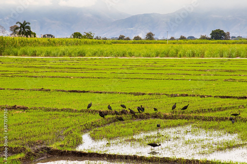 Flock of Phimosus infuscatus feeding in a rice field in the Valle del Cauca region of Colombia photo