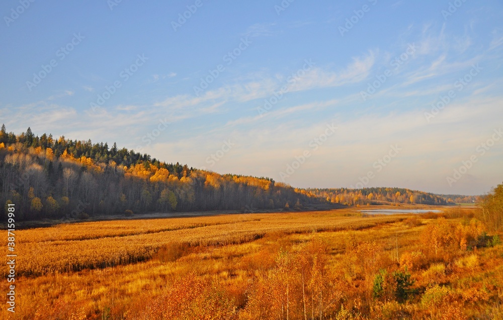 The small stream remaining from the drying river flows between the marshy banks covered with beautiful golden autumn grass at sunset, Karelia
