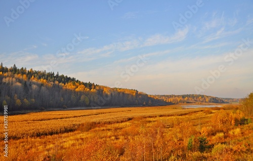 The small stream remaining from the drying river flows between the marshy banks covered with beautiful golden autumn grass at sunset, Karelia