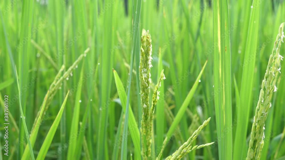 rice field texture,Paddy, organic agriculture,Ears of rice in the field,