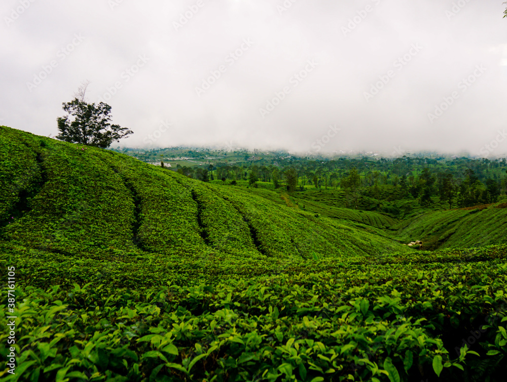 Tea Plantation in Wonosobo Central Java Indonesia