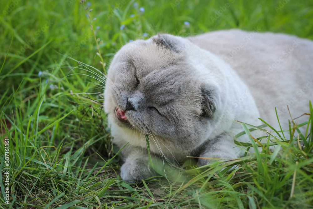 Funny grey Scottish fold cat eating grass.