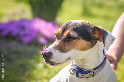 A small Jack Russell Terrier puppy. Close-up portrait.