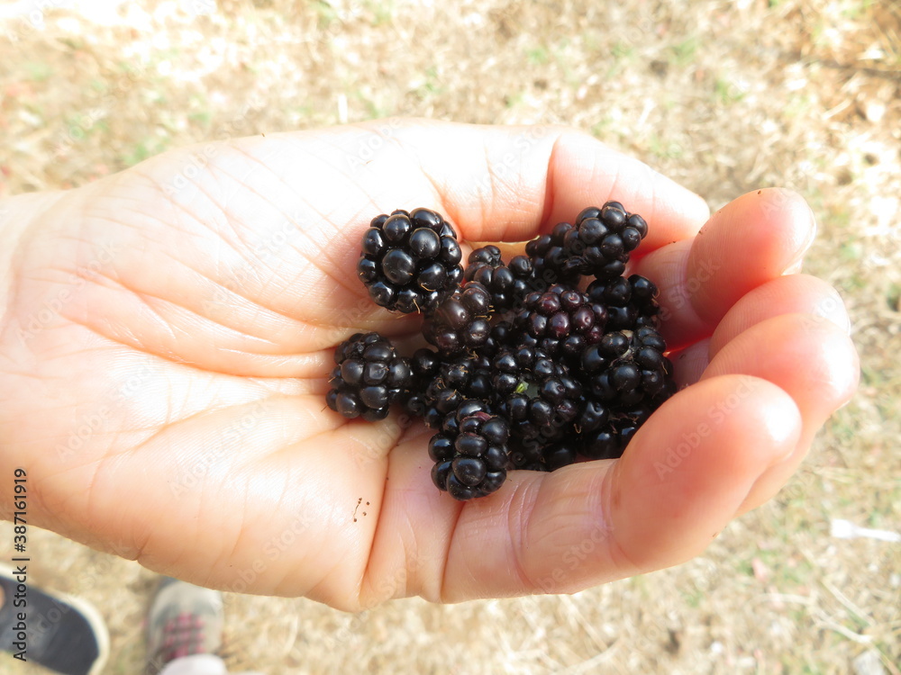 Rubus berries (raspberry) in hands Rubus berries (raspberry) in hands