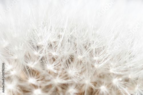 Dandelion white macro fluffy delicate bud for wedding or romantic calm wallpaper