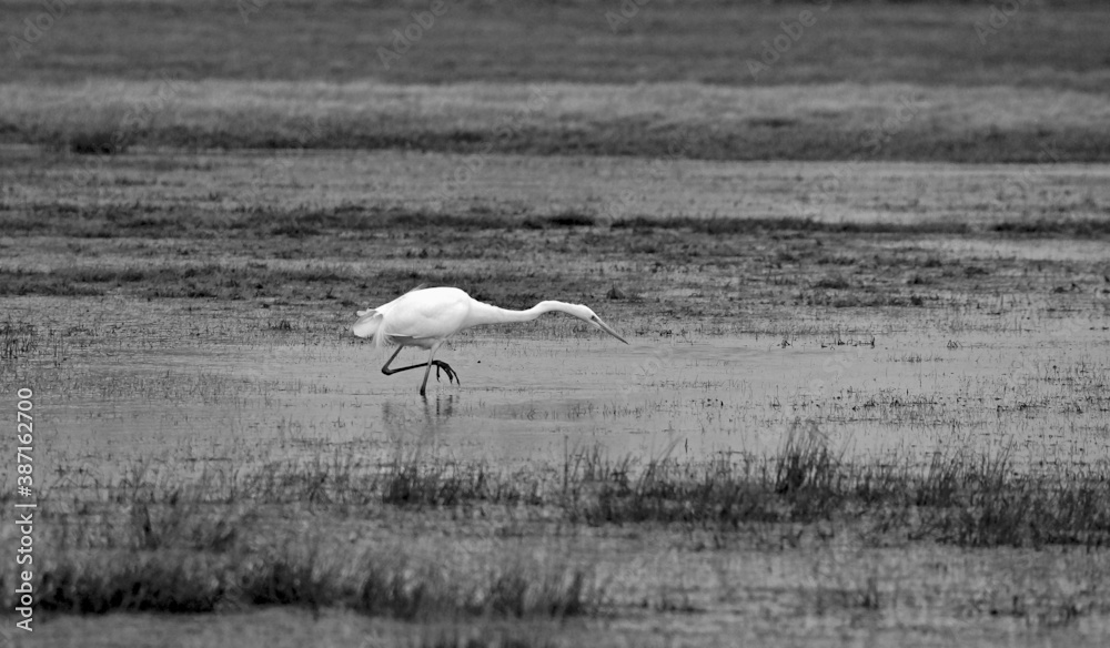 Fototapeta premium Great Egret an a wetland