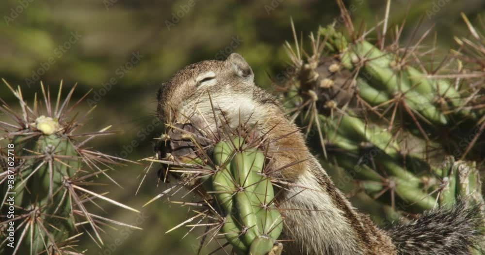 Harris's Antelope Squirrel on cactus, New Mexico, USA Harris's Antelope Squirrel on cactus, New Mexico, USA