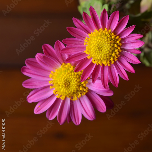 Pink wildflowers on a wooden background close-up
