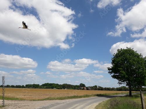 Storch über norddeutscher Landschaft photo