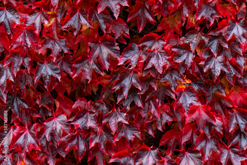Red boston ivy leaves foliage, virginia creeper, changing vibrant colors during autumn fall season. Dense leaves growing on wall, nature background of Parthenocissus tricuspidata