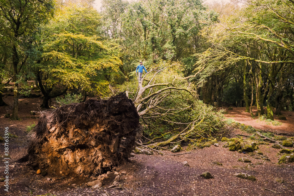 Man in blue jacket on a big fallen tree in a forest park. Barna woods, Galway city, Ireland