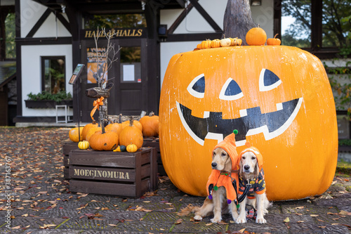 萌木の村／ゴールデンレトニエル