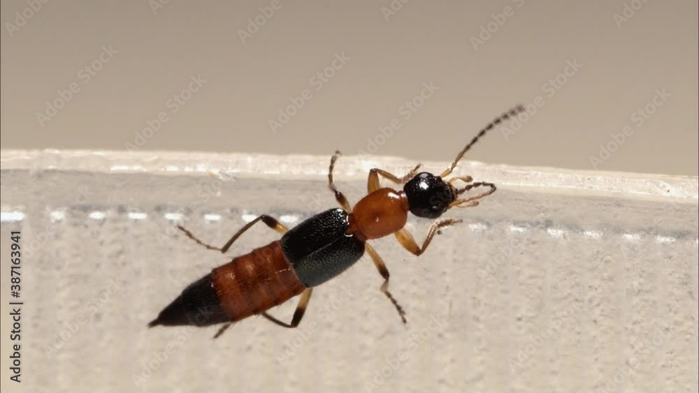 Macro view of a rove beetle or commonly known as Tomcat, extreme close up clip of a Paederus insect. Macro view of a rove beetle or commonly known as Tomcat, extreme close up clip of a Paederus insect.