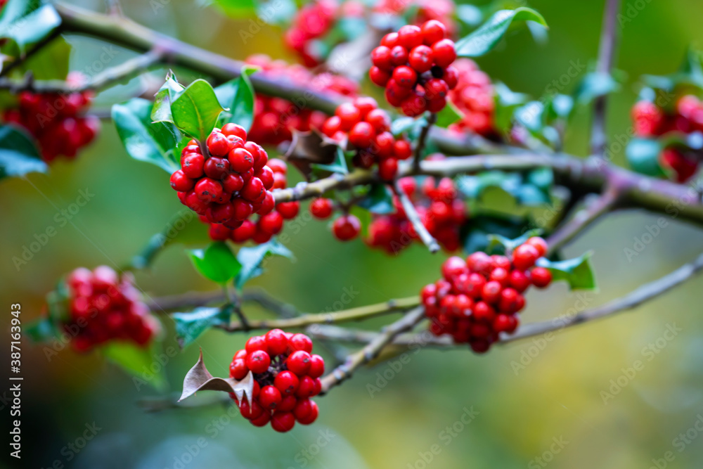 Bright red holly berries on branch with spiky green leaves. Christmas winter holiday season plant. Selective focus with blurred background