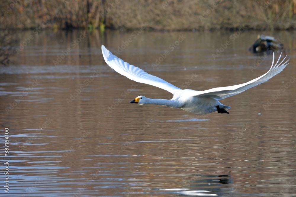 白鳥の飛翔 白鳥の飛翔