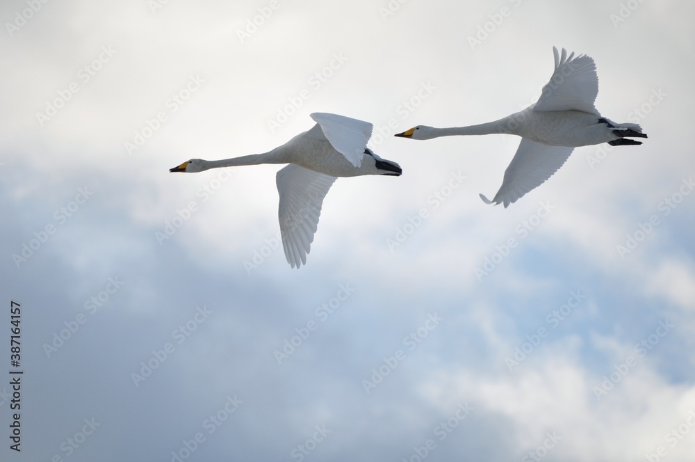 白鳥の飛翔 白鳥の飛翔