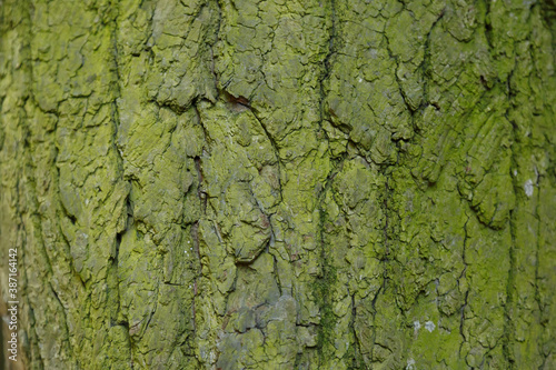 Tree bark with green moss in the park. Green bark on tree trunk close-up. Bark texture covered with green moss. The bark is green.