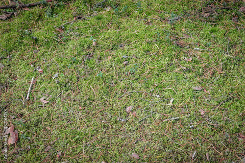 Top view of a moss ground Background, green forest floor. Natural, organic background.