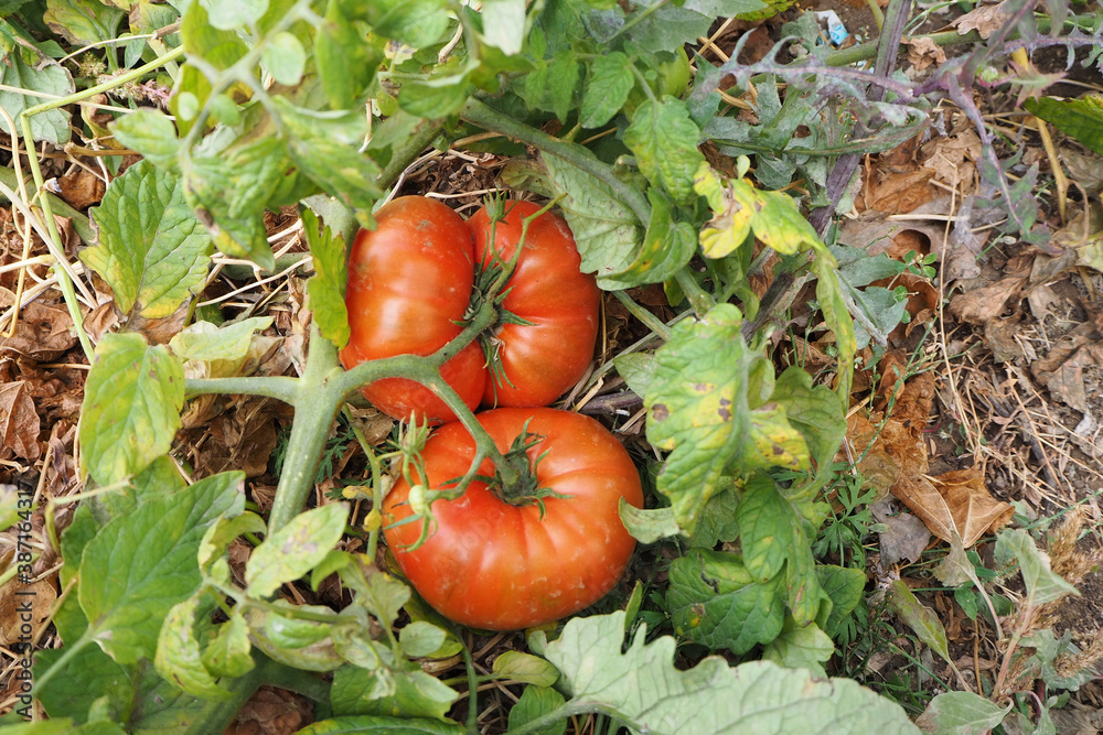 last tomatoes, large large tomatoes in autumn,last harvest tomatoes in the garden,