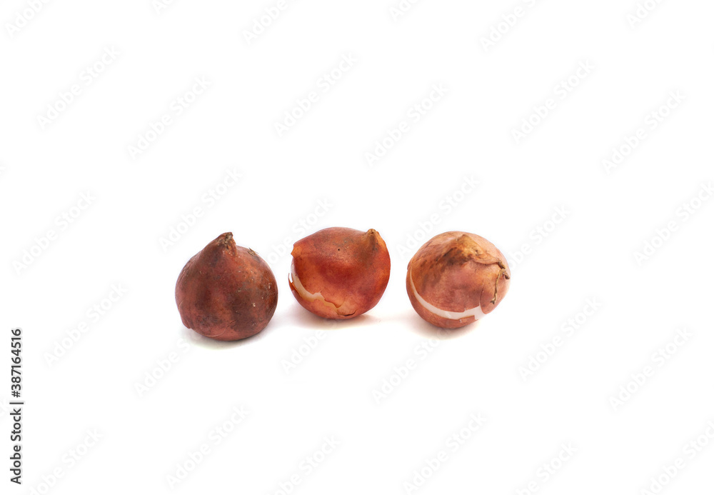 tulip bulbs isolated on white background tulip bulbs isolated on white background