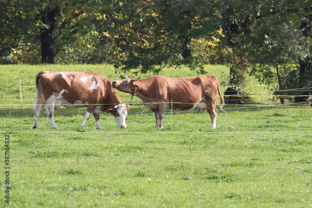 Kuh Cow Cowboy Rodeo Bauer Landschaft Landscape Kühe Gras Herbst Schweiz Switzerland Europe travel tourism trip Natur Tiere Vieh Animals funny Animals lustige Tiere Kuh Cow Cowboy Rodeo Bauer Landschaft Landscape Kühe Gras Herbst Schweiz Switzerland Europe travel tourism trip Natur Tiere Vieh Animals funny Animals lustige Tiere