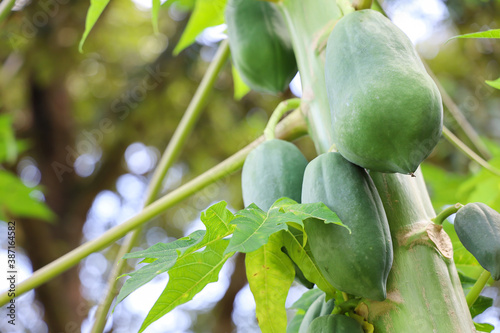 Close up of papaya fruits on top of papaya tree with bokeh lights abstract background. Copy space for agriculture. Shalloe depth of field.