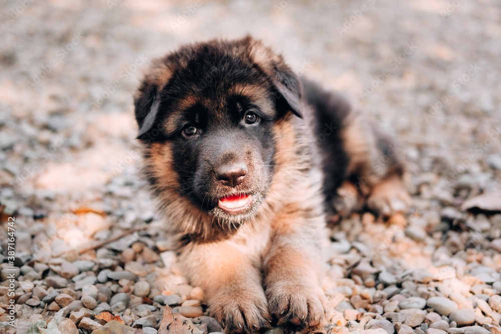 Charming little thoroughbred dog, kennel of high-bred German shepherds. Cute black and red German shepherd puppy is lying in nature and resting posing.
