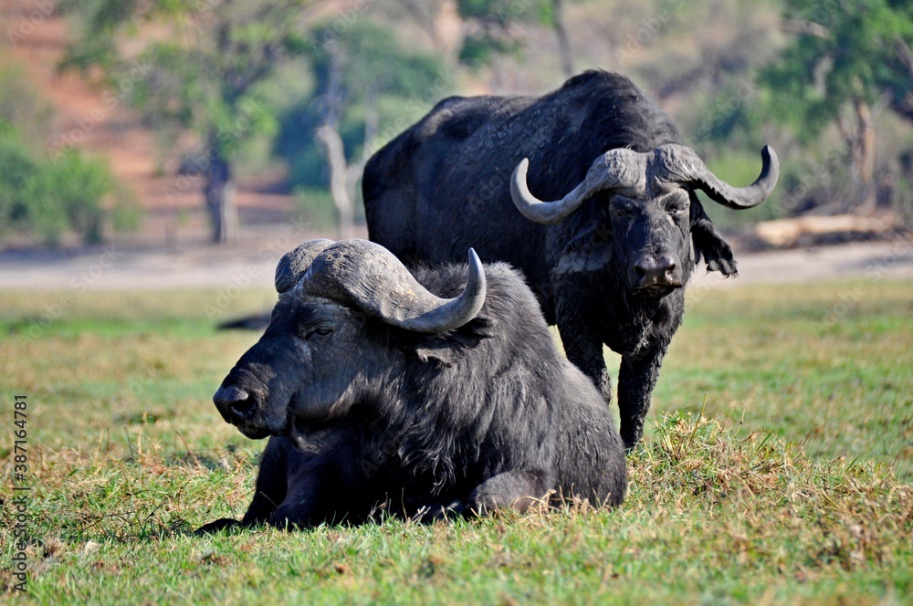 Fototapeta premium Two african black buffalo resting on a clear sunny day in a green meadow in Botswana National Park