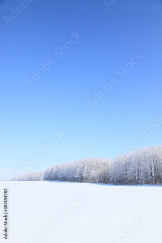 雪原の防風林 © Paylessimages