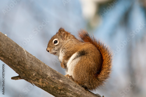Squirrel Stock Photos. Squirrel close-up profile view on a branch with blur background in the forest.  Picture. Photo. Image. Portrait.