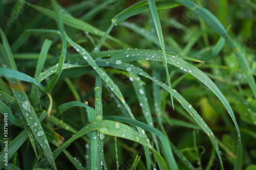 Fresh green grass close-up background.Green grass texture
