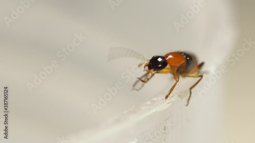 Macro view of a rove beetle or commonly known as Tomcat, extreme close up clip of a Paederus insect. photo