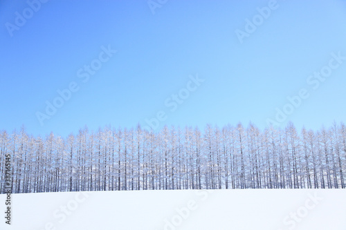 雪原の着雪したカラマツ防風林