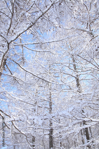 着雪した木々